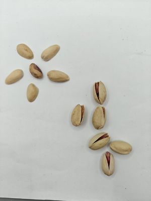 食欲を満たすロースト塩味ピスタチオ殻付き無料サンプル