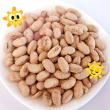 コッシャー・ハラル 認定 コーティング 焼いた 辛口 黄 エダマーム 豆類 スナック ISO 承認